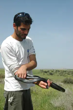 ארבל לוי לוכד נחשים מחזיק זעמן שחור