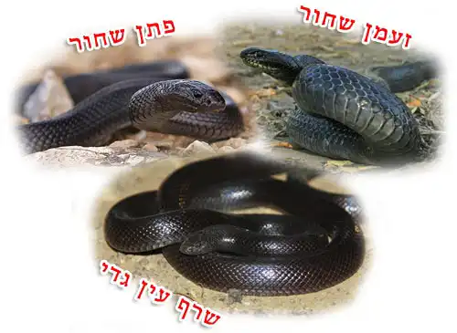 חנק