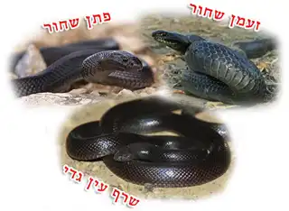 נחש שחור לא ארסי, האמנם?