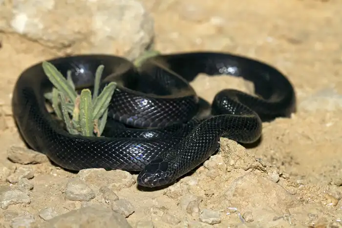 צפעון שחור (שרף עין גדי), נחש ארסי החי באיזורים מדבריים בישראל.