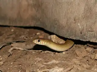 עונת הנחשים