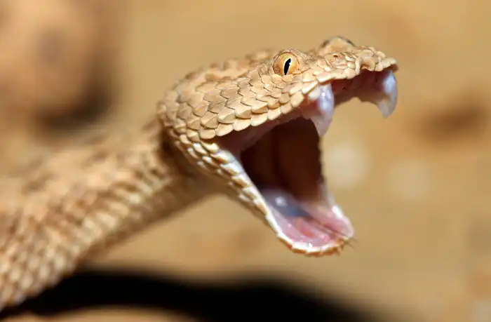עכן קטן, נחש ארסי מחולות הנגב, בעמדת איום.