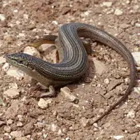 חומט פסים