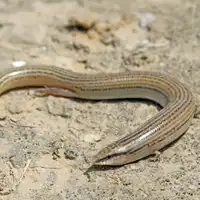 נחושית חולות