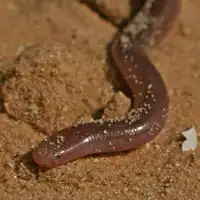 נחשיל מצוי