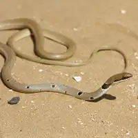 זעמן זיתני