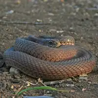 תלום-קשקשים מצוי