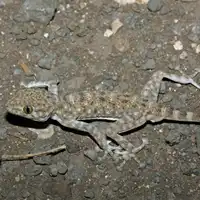 מניפנית מצויה
