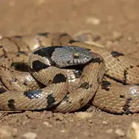 עין-חתול חברבר
