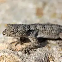 שממית עצים
