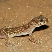 ישימונית מצויה